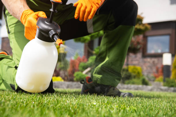 Best Flea Control Services  in Scanlon, MN