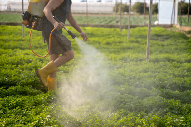 Best Pest Inspection Near Me  in Scanlon, MN