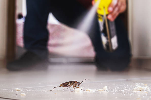Best Spider Control Near Me  in Scanlon, MN