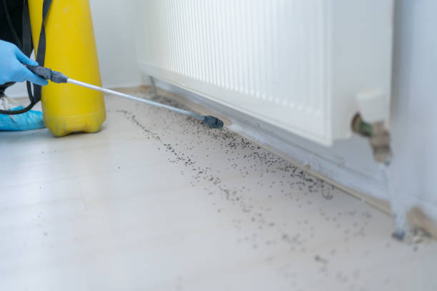 Best Residential Pest Control  in Scanlon, MN